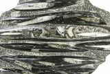 Polished Fossil Orthoceras (Cephalopod) Plate - Morocco #287051-1